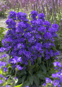 Campanula glomerata 'Freya'